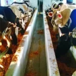 मथुरा: गौशाला की जमीन पर विवाद, राजस्व टीम पर किसानों का हमला