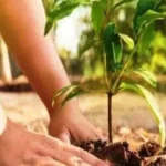 शस्त्र लाइसेंस के लिए अब पौधारोपण अनिवार्य: मथुरा में पर्यावरण संरक्षण की अनूठी पहल
