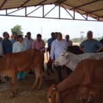 अलीगढ़ में गौ आश्रय स्थलों का निरीक्षण: प्रबंध निदेशक ने गर्मी में पशुओं की बेहतर देखभाल के निर्देश दिए