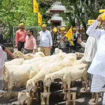 धनगर जाति प्रमाणपत्र की मांग को लेकर भेड़ों के साथ प्रदर्शन, मंत्री के आवास कूच की कोशिश नाकाम