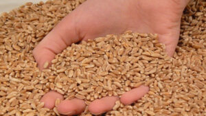 यूपी में गेहूं खरीद का नया रिकॉर्ड: अब&hellip;