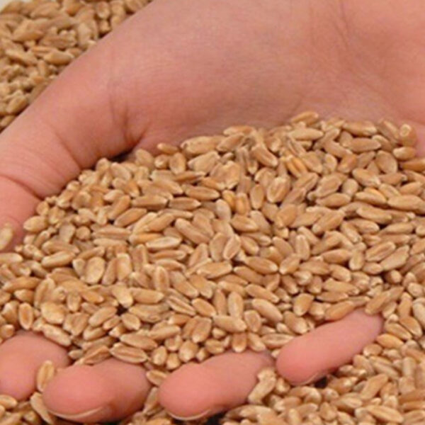 यूपी में गेहूं खरीद का नया रिकॉर्ड: अब&hellip;