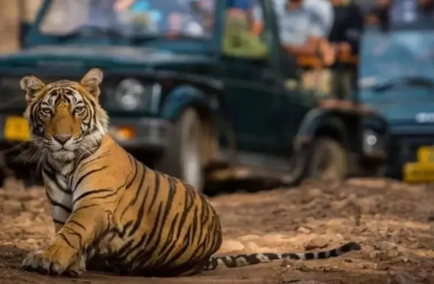 लखनऊ: उत्तर प्रदेश के नेशनल पार्क और टाइगर रिजर्व 15 जून से 31 अक्टूबर तक बंद