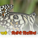 पूर्वी दिल्ली में बनेगा मयूर नेचर पार्क: यमुना किनारे मिलेगा तितलियों, पतंगों और प्रकृति के बीच सुकून