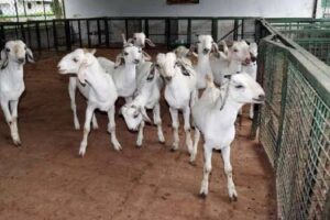 खैर में बुजुर्ग की कनपटी पर तमंचा सटाकर…