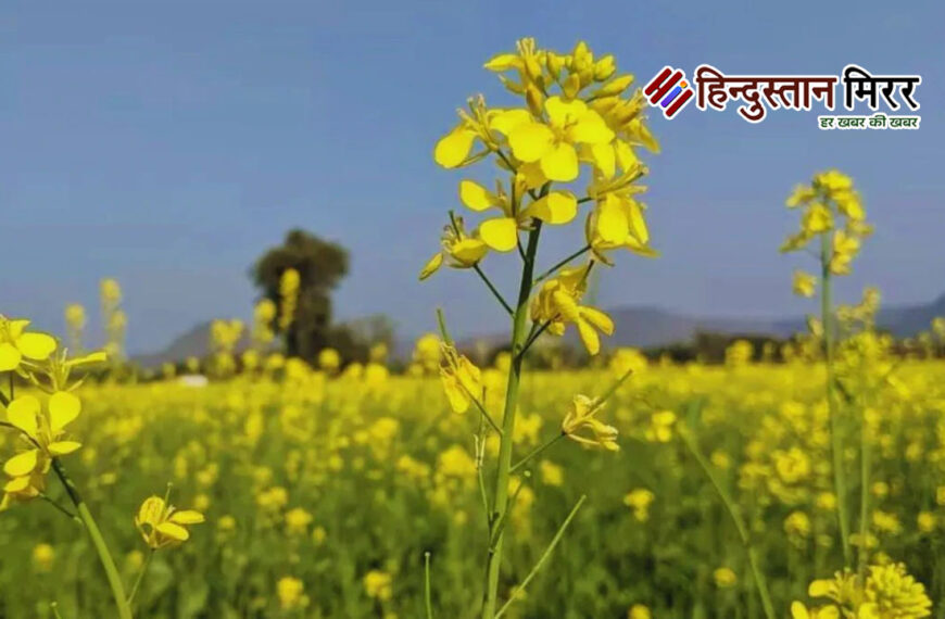 अलीगढ़: सरसों की फसल के लिए रामबाण साबित होगा एनपीकेएस 20:20:0:13 उर्वरक