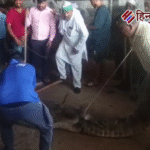 अलीगढ़: नानऊ पुल अंडरपास पर निकला 10 फुट का मगरमच्छ, तीन घंटे बाद रेस्क्यू कर काली नदी में छोड़ा गया