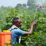 अलीगढ़ सहित 30 जिलों में बासमती धान पर 11 कीटनाशक 60 दिन के लिए प्रतिबंधित