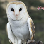 धन की देवी लक्ष्मी का वाहन उल्लू: मूर्ख नहीं, बुद्धिमान पक्षी है विज्ञान के अनुसार