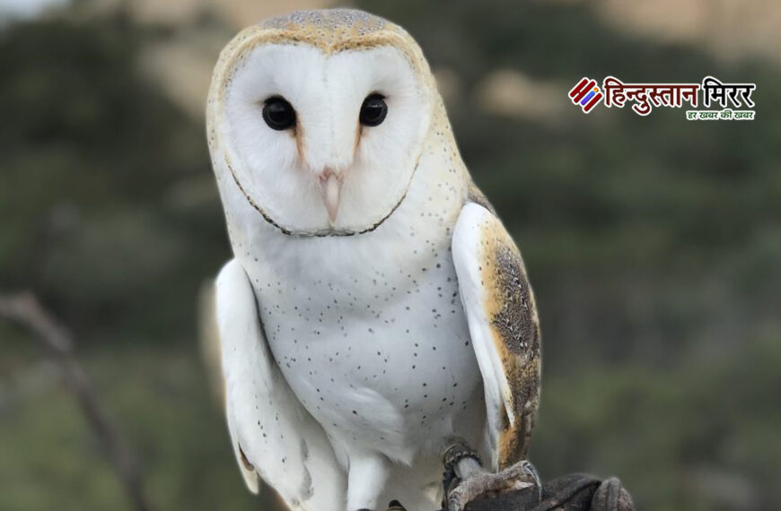 धन की देवी लक्ष्मी का वाहन उल्लू: मूर्ख नहीं, बुद्धिमान पक्षी है विज्ञान के अनुसार