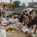 अलीगढ़: किशनपुर में फैली गंदगी से लोगों में पनप रहा आक्रोश