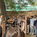 ग्राम पंचायत छैछऊ में पंडित दीनदयाल उपाध्याय पशु आरोग्य शिविर का आयोजन