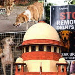 कुत्तों के काटने की घटनाओं पर सुप्रीम कोर्ट सख्त: लावारिस कुत्तों को भेजें आश्रय स्थल, दो हफ्ते में रिपोर्ट मांगी