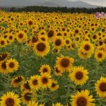 रूस बना भारत का नंबर-1 सूरजमुखी तेल सप्लायर, यूक्रेन को पीछे छोड़ा