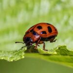 рдбреАрдбреА рдХреГрд╖рд┐ рд░рдХреНрд╖рд╛ рдиреЗ рд░рдмреА рдлрд╕рд▓реЛрдВ рдореЗрдВ рдХреАрдЯ-рд░реЛрдЧ рдирд┐рдпрдВрддреНрд░рдг рдХреЛ рд▓реЗрдХрд░ рдЬрд╛рд░реА рдХреА рдПрдбрд╡рд╛рдЗрдЬрд░реА