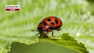 डीडी कृषि रक्षा ने रबी फसलों में कीट-रोग&hellip;