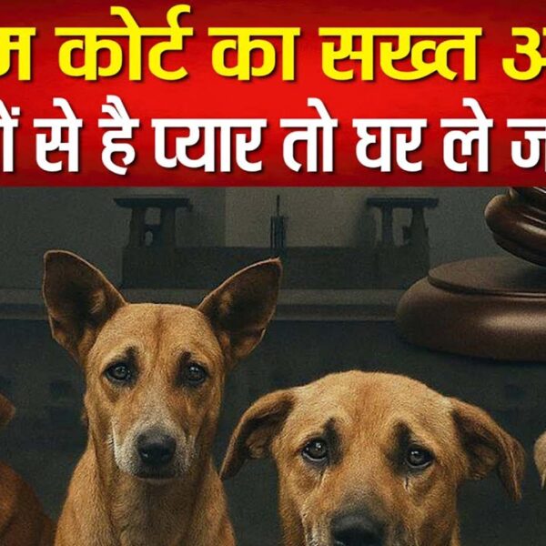 आवारा कुत्तों से प्यार है तो घर ले&hellip;