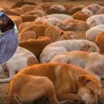 बेजुबानों से कैसी दुश्मनी! चुनावी वादा निभाने के लिए तेलंगाना में 500 आवारा कुत्तों को जहर की सुई, पुलिस की बड़ी कार्रवाई