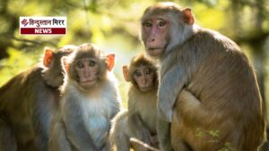 गोल्ड से भी तेज बढ़ी चीन में बंदरों&hellip;