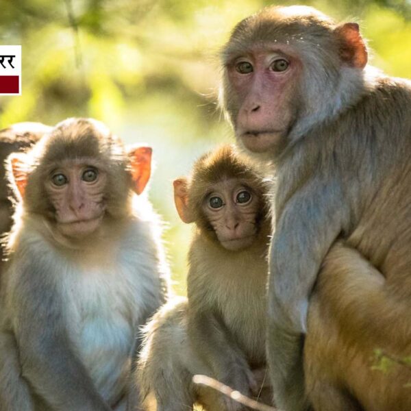 गोल्ड से भी तेज बढ़ी चीन में बंदरों…