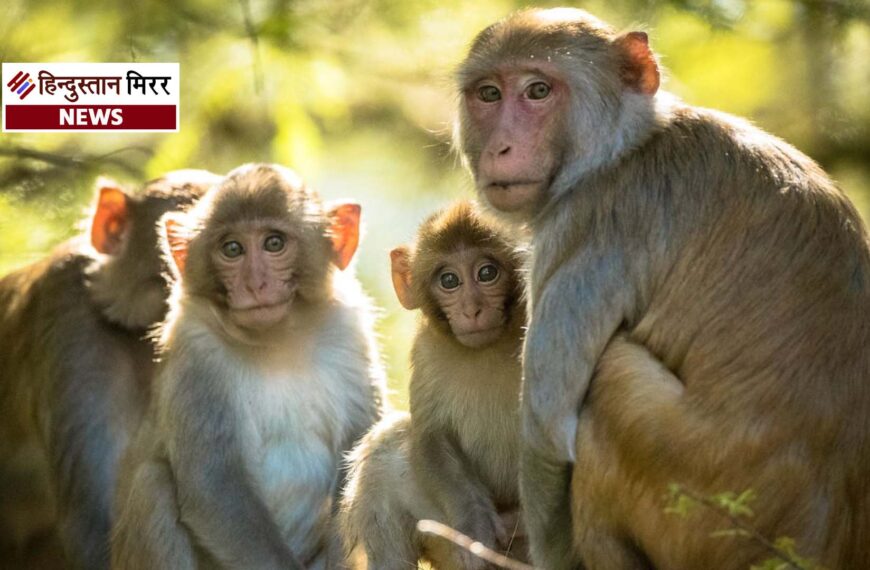 गोल्ड से भी तेज बढ़ी चीन में बंदरों…