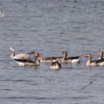 शेखा झील बनी अंतरराष्ट्रीय पहचान का केंद्र, रामसर स्थल घोषित