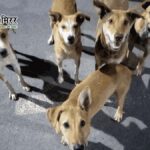 9 कुत्तों पर क्रूरता करने वाले मालिक को हाईकोर्ट से बड़ा झटका, पशुओं के अधिकारों पर ऐतिहासिक फैसला
