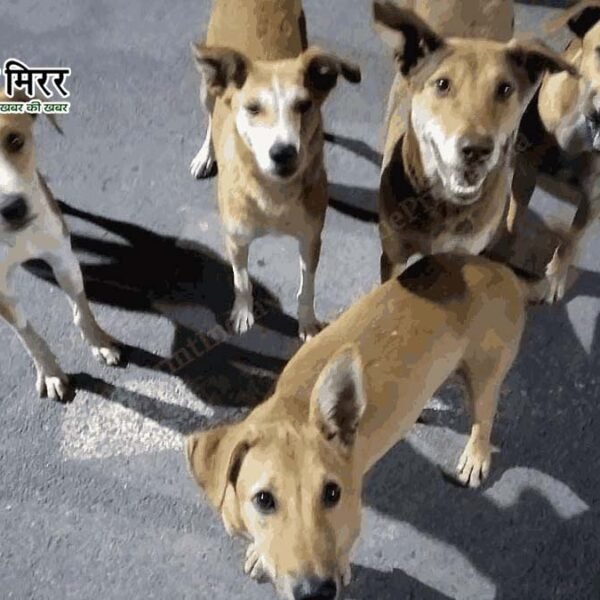 9 कुत्तों पर क्रूरता करने वाले मालिक को&hellip;