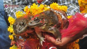 सूखे से राहत की आस में मेंढक-मेंढकी का&hellip;