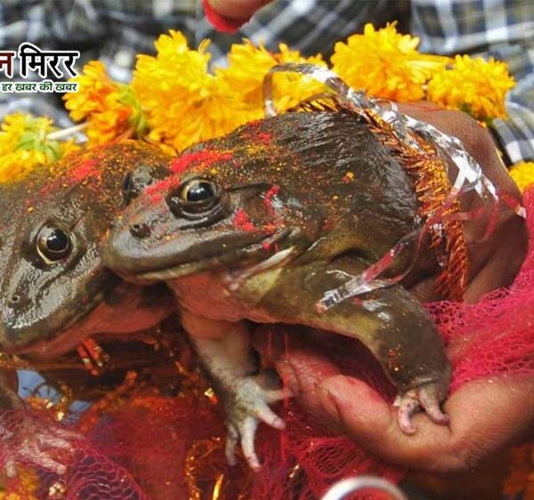 सूखे से राहत की आस में मेंढक-मेंढकी का&hellip;