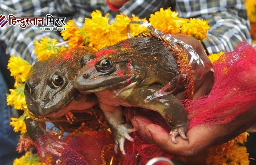 सूखे से राहत की आस में मेंढक-मेंढकी का विवाह, छत्तीसगढ़ में बैंड-बाजे संग निकली बारात