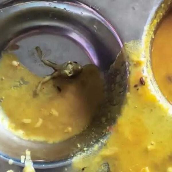 नवोदय विद्यालय के भोजन में निकला मरा मेंढक,&hellip;